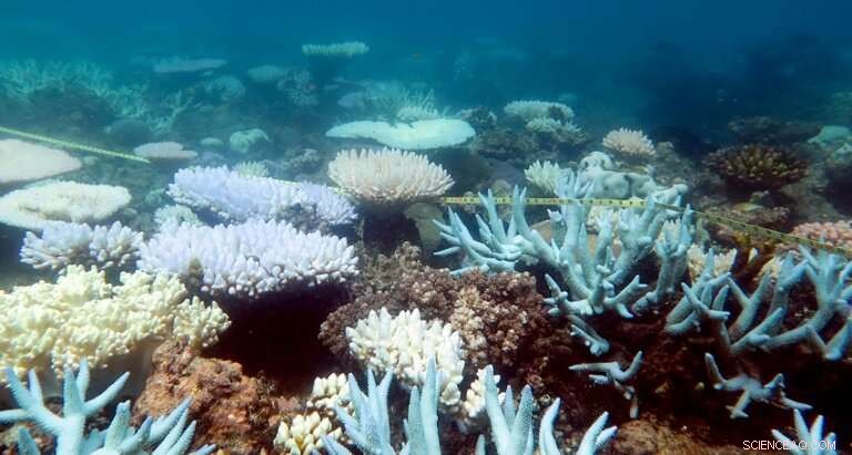 Warming Seas Threaten Great Barrier Reef Regrowth