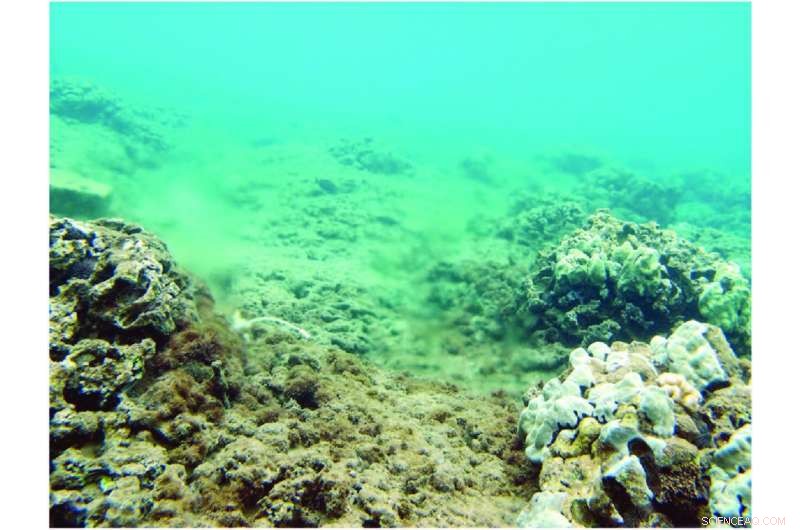 Coral Study Reveals Maui Wastewater Plant as Key Source of Excess Nitrogen