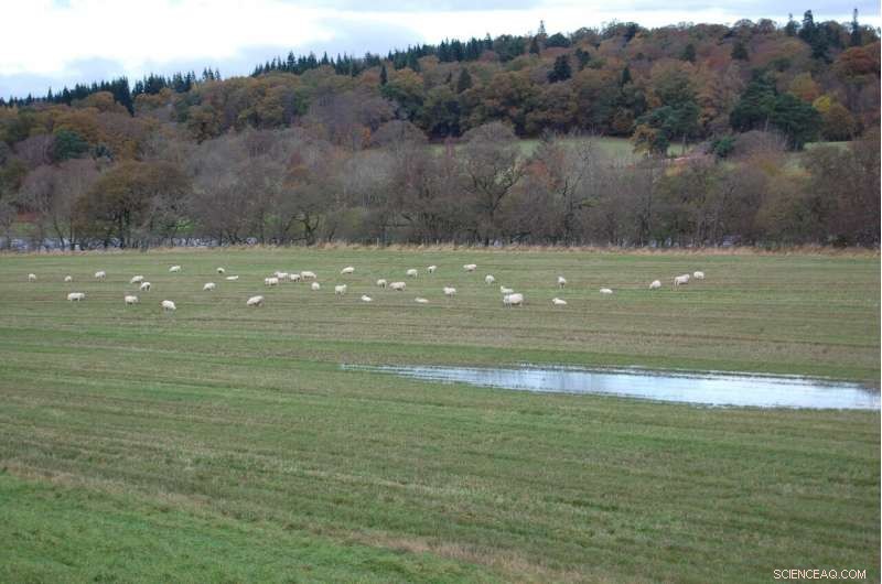 How Faecal Bacteria Spread in Streams: Understanding Impact and Prevention
