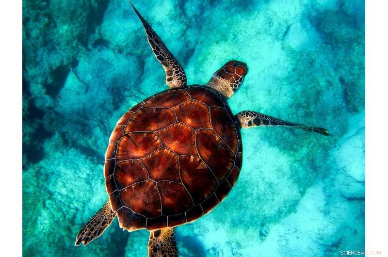 Can Microbead Bans Protect Our Oceans? Understanding the Impact