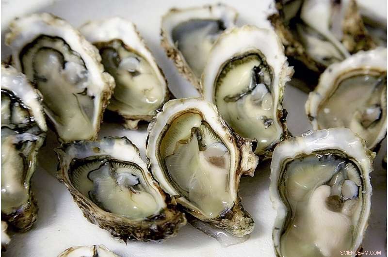 Maryland Governor Vetoes Bill to Preserve Oyster Sanctuaries