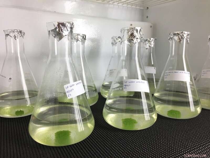 Scientists Strip Harmful Hormones from Las Vegas Wastewater with Green Algae