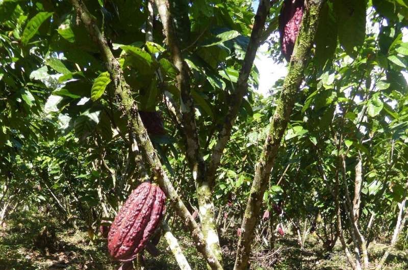 Enhancing the Effectiveness of Peruvian Rainforest Conservation