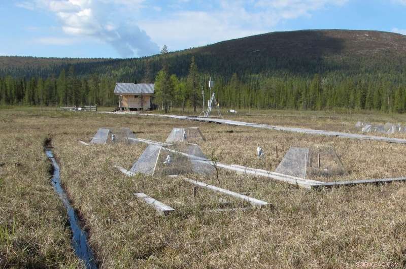How Climate Change Alters Peatland CO₂ Exchange: The Dominant Role of Moisture