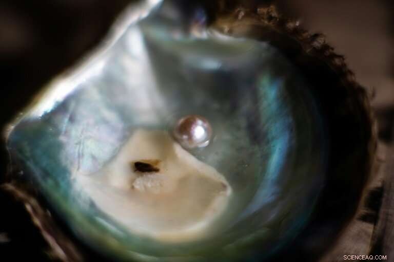 Japan s Glistening Cultured Pearl Farms: Preserving a Timeless Craft