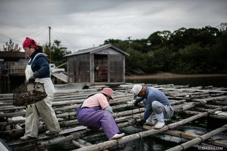 Japan s Glistening Cultured Pearl Farms: Preserving a Timeless Craft