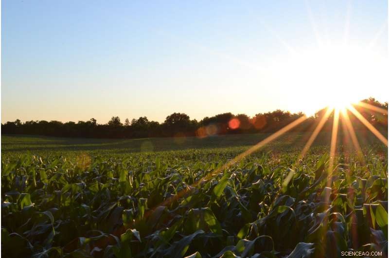 Feeding the World Sustainably: Strategies to Grow Food and Protect the Planet