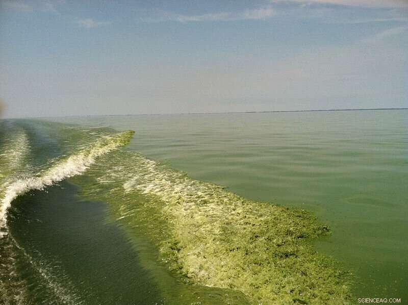 Lake Erie’s Toxic Algae Blooms: Unpacking the Green Water Crisis