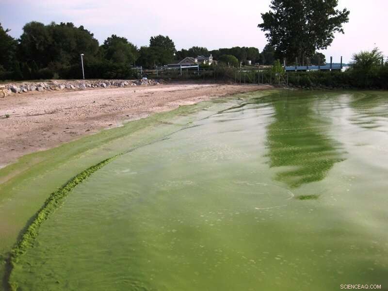Lake Erie’s Toxic Algae Blooms: Unpacking the Green Water Crisis