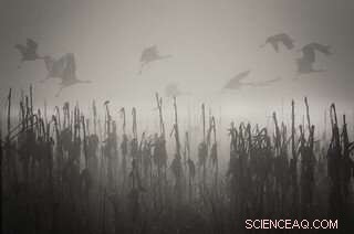 California’s Tule Fog Declines as Air Pollution Levels Drop