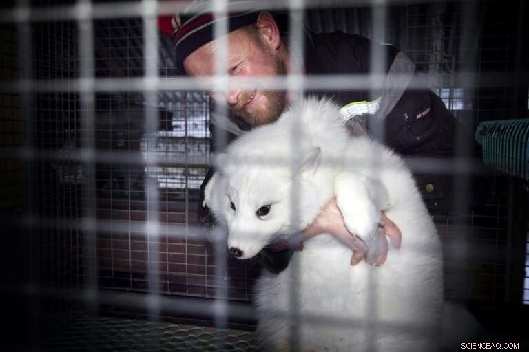 Norway Sets 2025 Deadline to Ban Fur Farming, Offers Compensation to Farmers