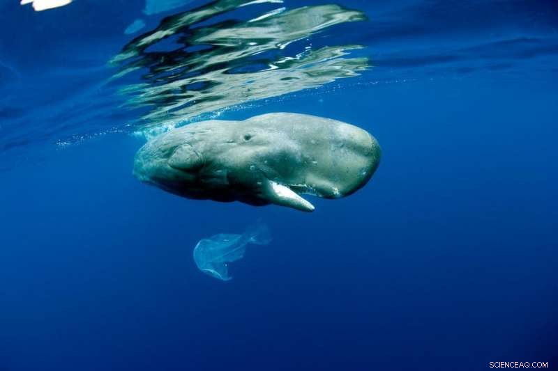 Nordic Nations Lead the Charge: Urging a Global Treaty to Combat Ocean Plastic Pollution