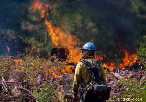 Clearing Forests: The Complex Quest to Combat California Wildfires