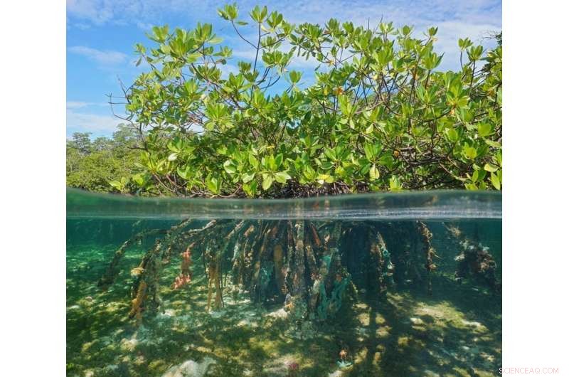 George Monbiot Explains How Revitalizing Nature Can Combat Climate Change