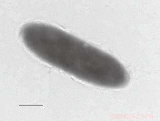 Discovery of Oil-Degrading Bacteria in the Mariana Trench s Abyssal Depths