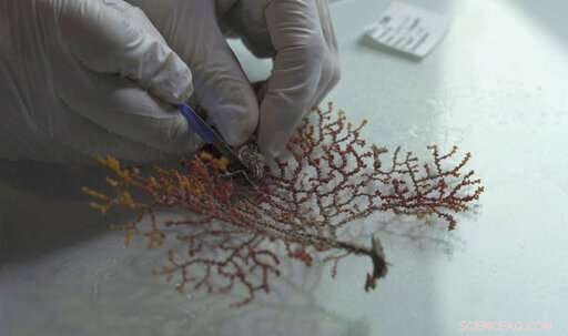 Exploring Uncharted Underwater Landscapes off the Seychelles