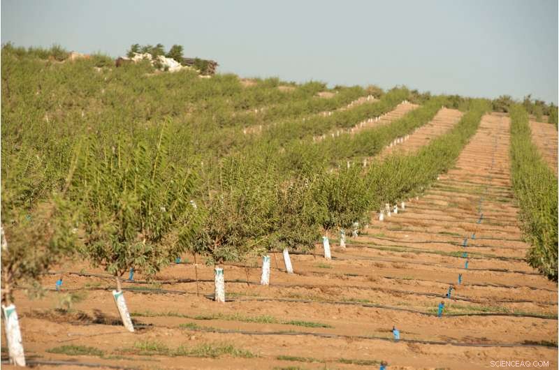 Predicting Heat Waves from Afar: How Distant Signals Guide California’s Climate Preparedness