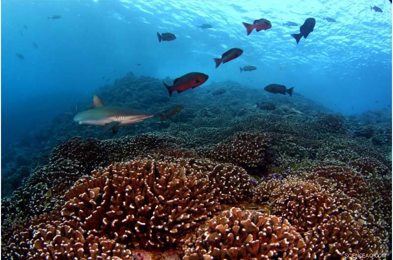 Coordinated Bacterial Shifts Around Coral Reefs Span Vast Distances