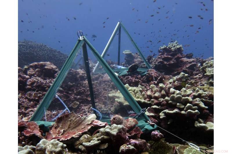 Coordinated Bacterial Shifts Around Coral Reefs Span Vast Distances