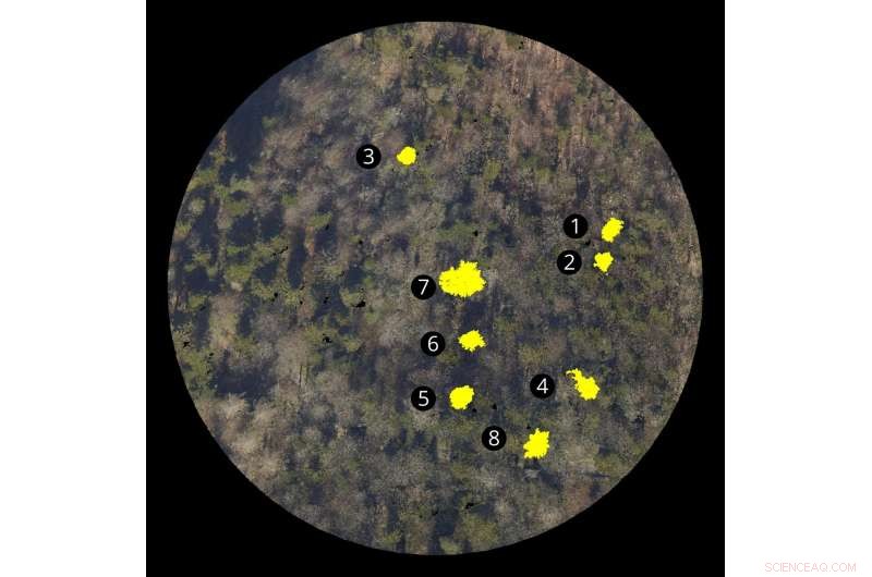 Advanced Algorithms for Accurate Forest Inventory Mapping