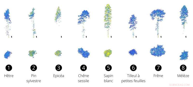 Advanced Algorithms for Accurate Forest Inventory Mapping