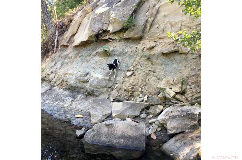 First Recorded Human-Induced Bedrock Erosion on a River: Insights from a Historic Logging Site