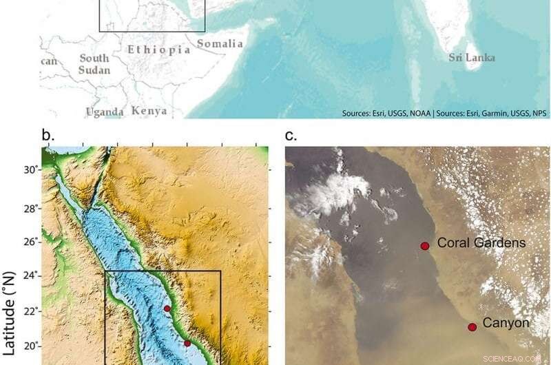 Red Sea Corals Unlock 300-Year Record of South Asian Monsoon