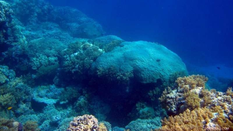 Red Sea Corals Unlock 300-Year Record of South Asian Monsoon