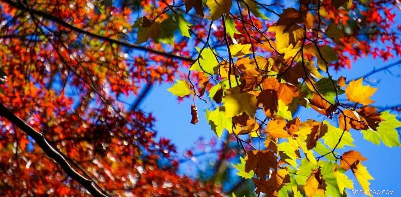 Climate Change Threatens the Vibrant Splendor of Autumn Leaf Displays