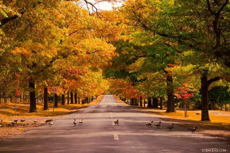 Climate Change Threatens the Vibrant Splendor of Autumn Leaf Displays