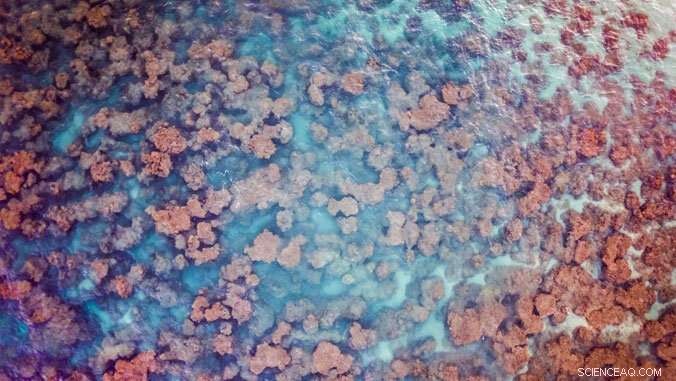 Advanced eDNA Technology Enables Rapid Coral Reef Assessments