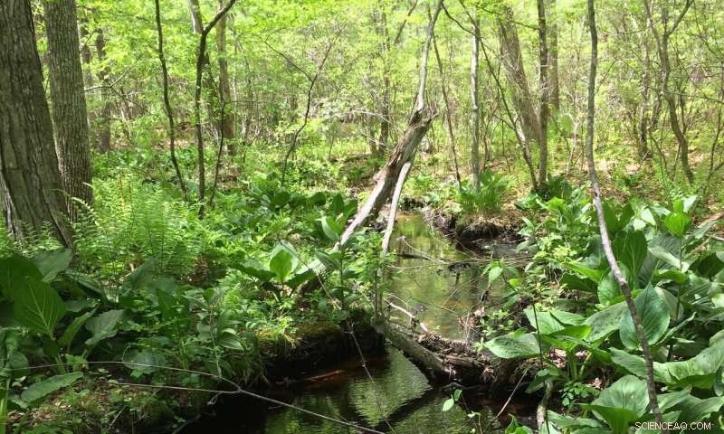 How Inland Waters Sequester Carbon: Implications for Global Climate Systems