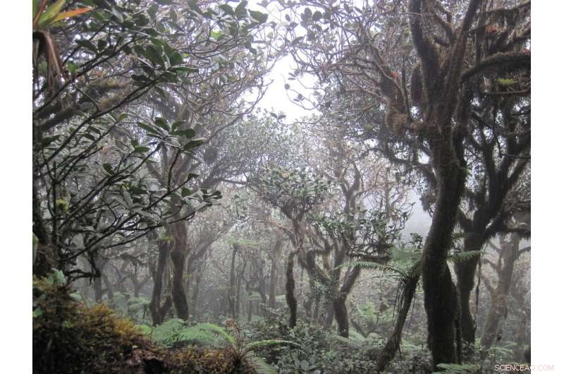Climate Change Threatens 60-80% of Neotropical Cloud Forests, Removing Their Iconic Clouds