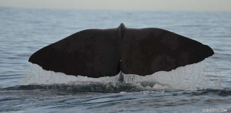 Ocean Life as Carbon Sinks: Protecting Marine Creatures to Combat Climate Change