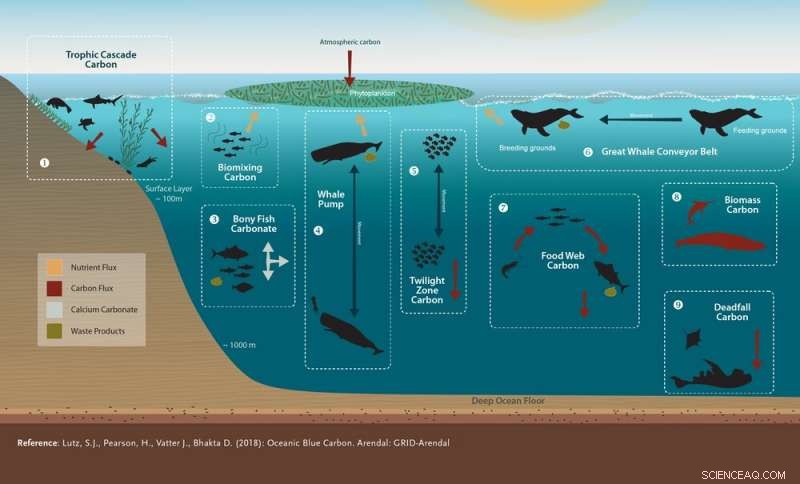 Ocean Life as Carbon Sinks: Protecting Marine Creatures to Combat Climate Change