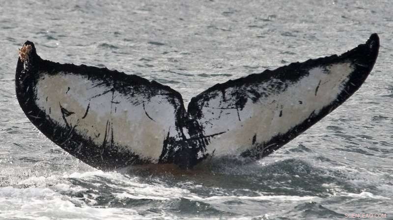 Ocean Life as Carbon Sinks: Protecting Marine Creatures to Combat Climate Change