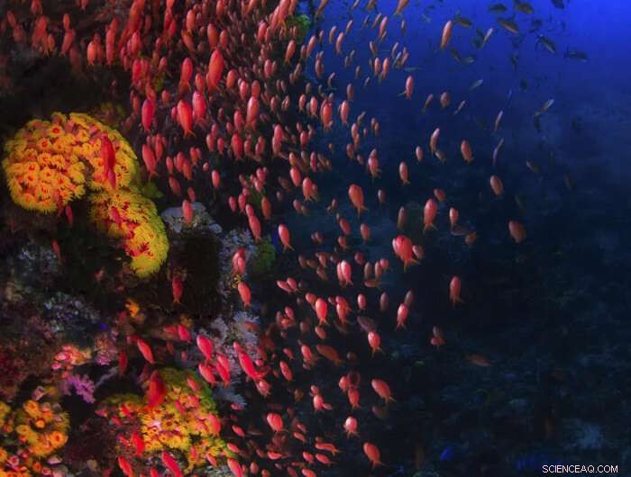 Ocean Currents Boost Coral Reef Fish Health
