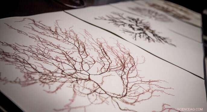 Seaweed Solution: Reducing Methane from Cattle Through Asparagopsis Taxiformis