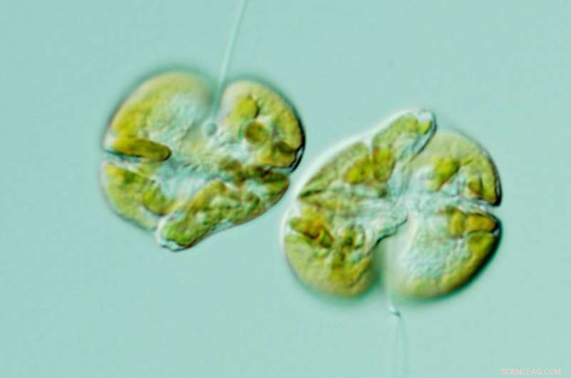 Ocean Circulation Identified as Key Factor Behind 2018 Red Tide