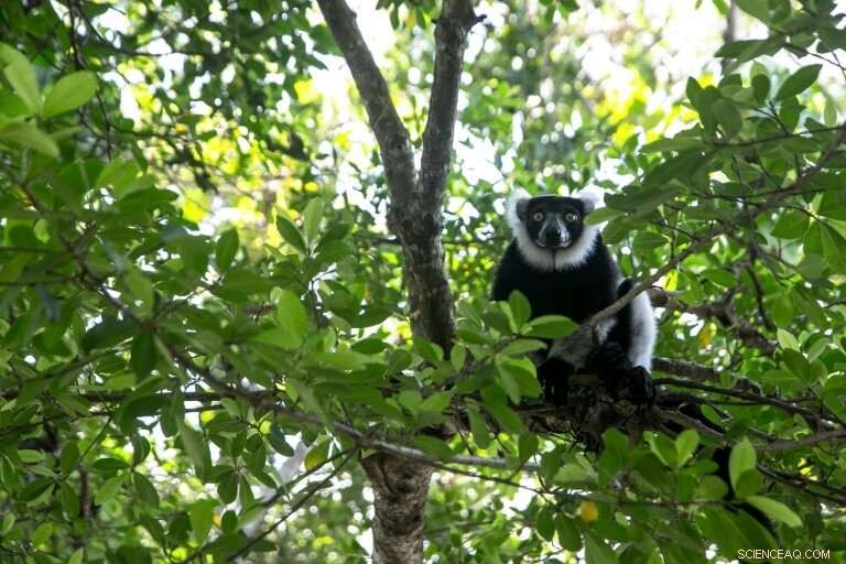 Poaching Endangers Madagascar s Vohibola Forest and Endangered Lemurs