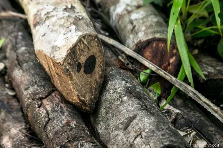 Poaching Endangers Madagascar s Vohibola Forest and Endangered Lemurs