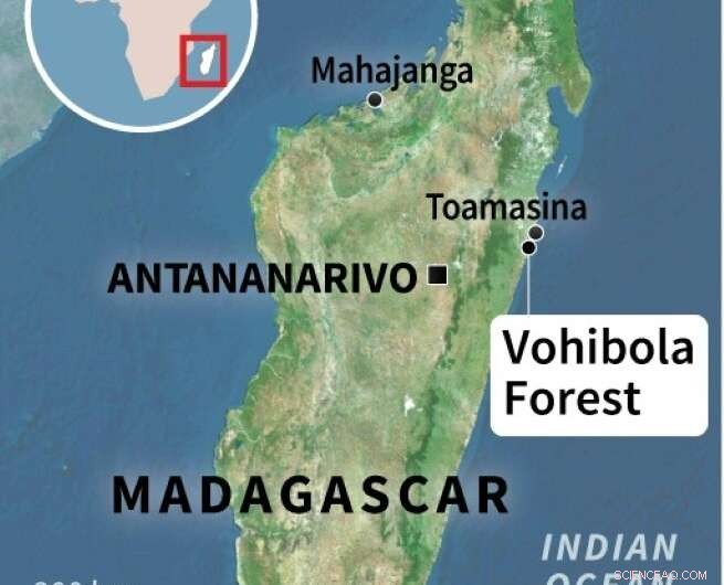 Poaching Endangers Madagascar s Vohibola Forest and Endangered Lemurs