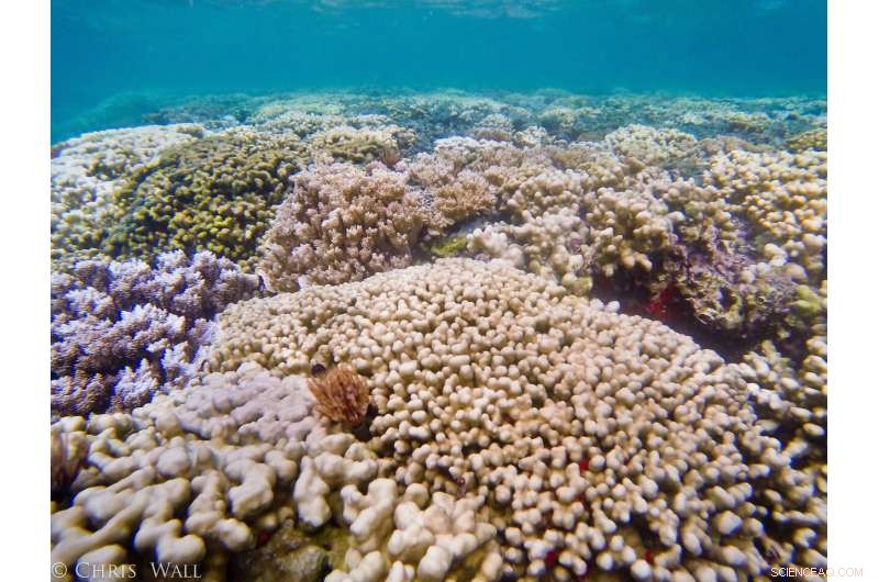 Soft Tissue Enhances Coral Resilience Amid Climate Change