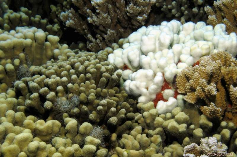 Soft Tissue Enhances Coral Resilience Amid Climate Change