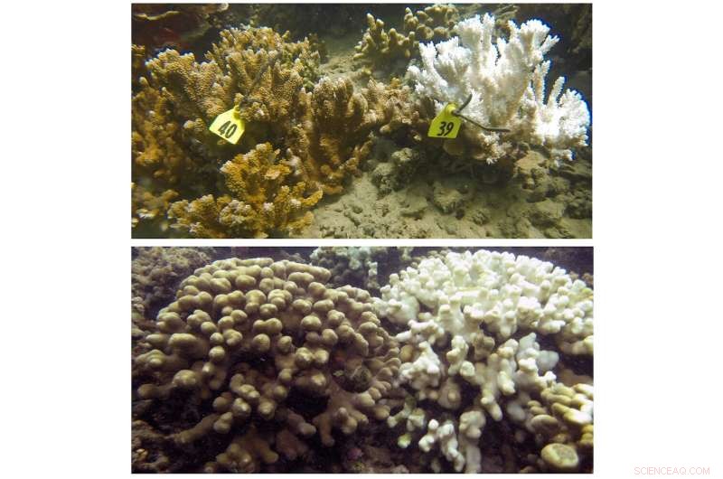 Soft Tissue Enhances Coral Resilience Amid Climate Change