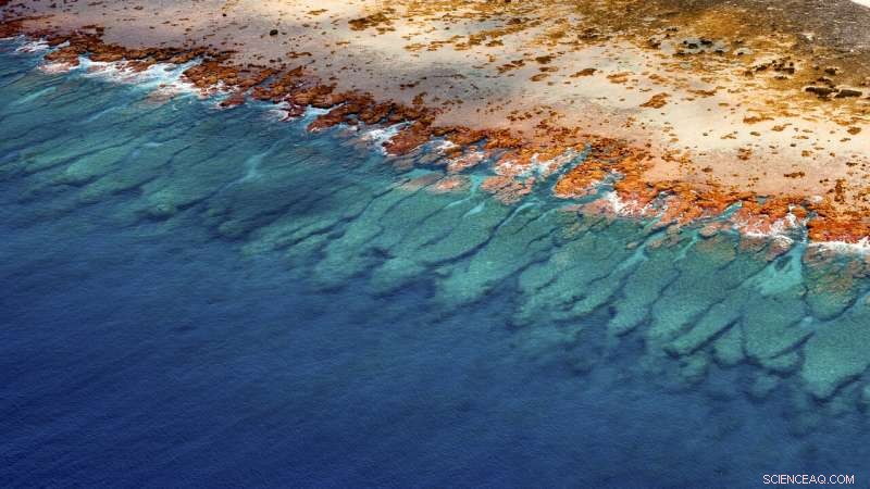 Scientists Compile Unprecedented Global Coral Reef Map Collection