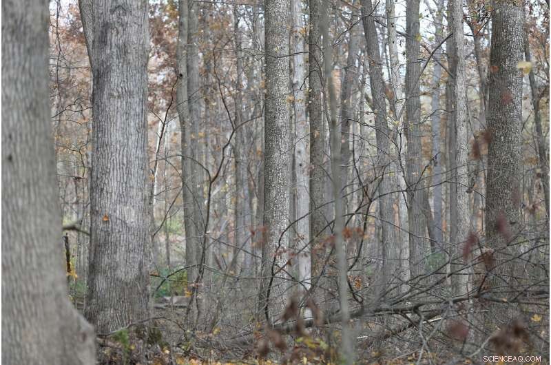 Large-Scale Forest Carbon Sequestration May Drive Food Prices Higher