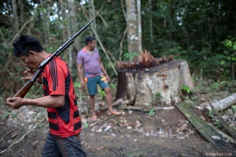 Amazon at Risk: The Impact of Illegal Logging in Brazil