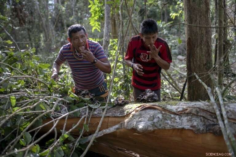 Amazon at Risk: The Impact of Illegal Logging in Brazil