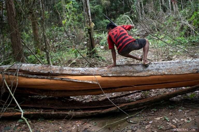 Amazon at Risk: The Impact of Illegal Logging in Brazil